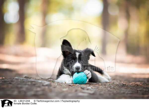 Border Collie Hndin / female Border Collie / LM-01248