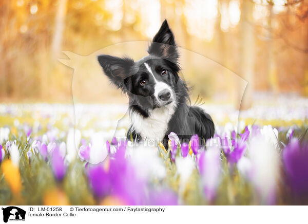 Border Collie Hndin / female Border Collie / LM-01258