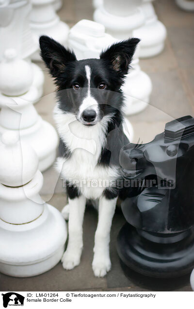 Border Collie Hndin / female Border Collie / LM-01264