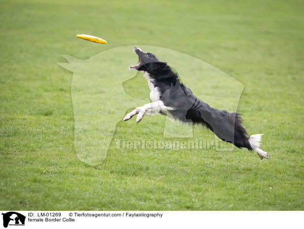 Border Collie Hndin / female Border Collie / LM-01269