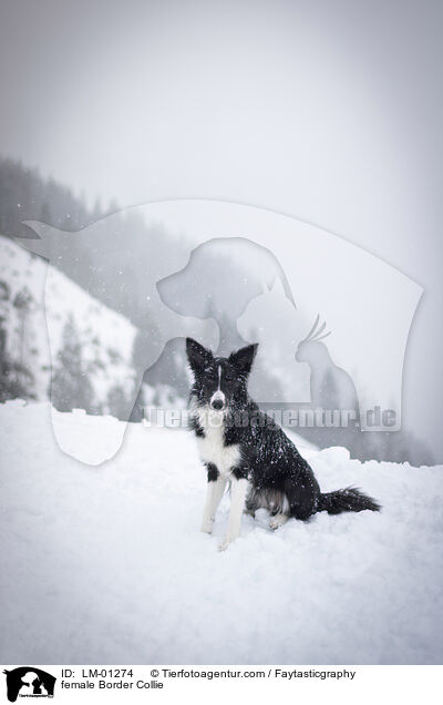 Border Collie Hndin / female Border Collie / LM-01274