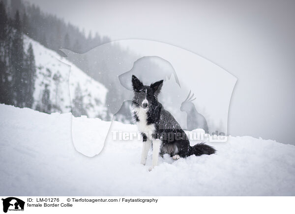 Border Collie Hndin / female Border Collie / LM-01276