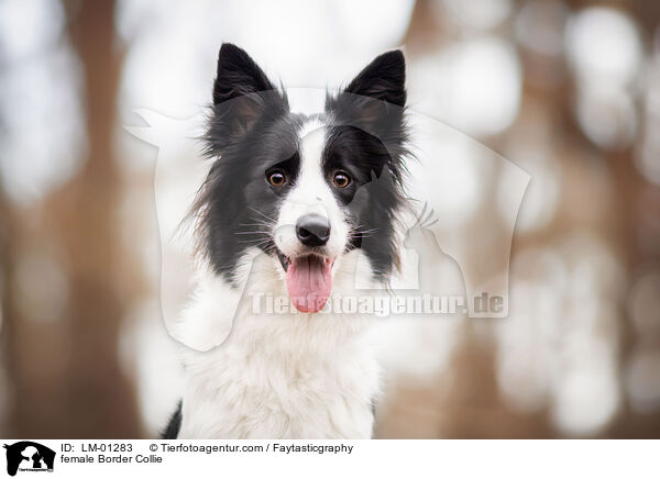 Border Collie Hndin / female Border Collie / LM-01283