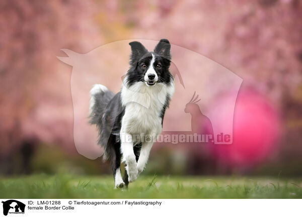 Border Collie Hndin / female Border Collie / LM-01288