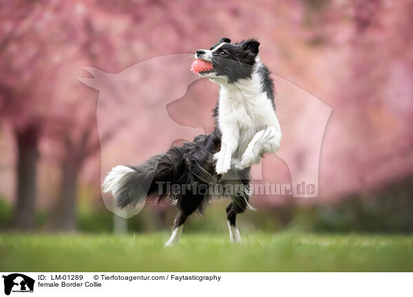 Border Collie Hndin / female Border Collie / LM-01289