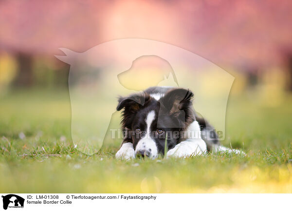 Border Collie Hndin / female Border Collie / LM-01308