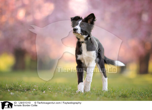 Border Collie Hndin / female Border Collie / LM-01310