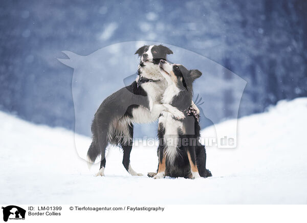 Border Collies / Border Collies / LM-01399