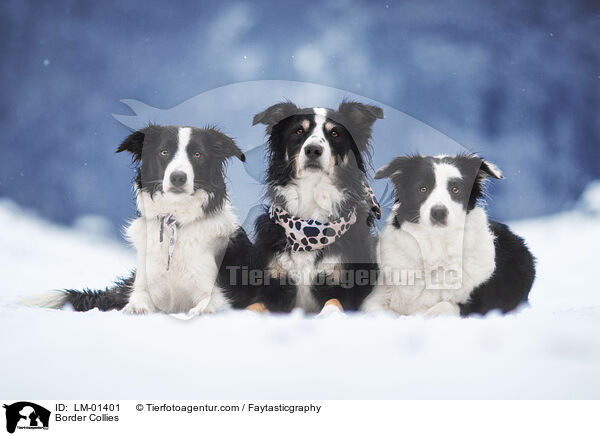 Border Collies / Border Collies / LM-01401