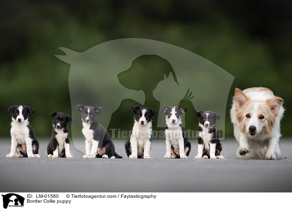 Border Collie Welpe / Border Collie puppy / LM-01560