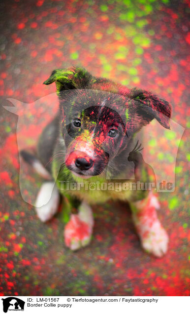 Border Collie Welpe / Border Collie puppy / LM-01567