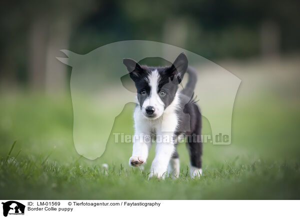 Border Collie Welpe / Border Collie puppy / LM-01569