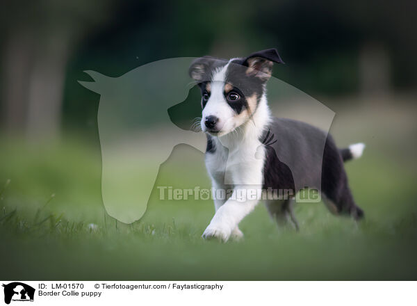 Border Collie Welpe / Border Collie puppy / LM-01570