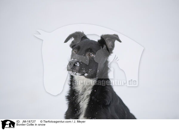 Border Collie im Schnee / Border Collie in snow / JM-18727