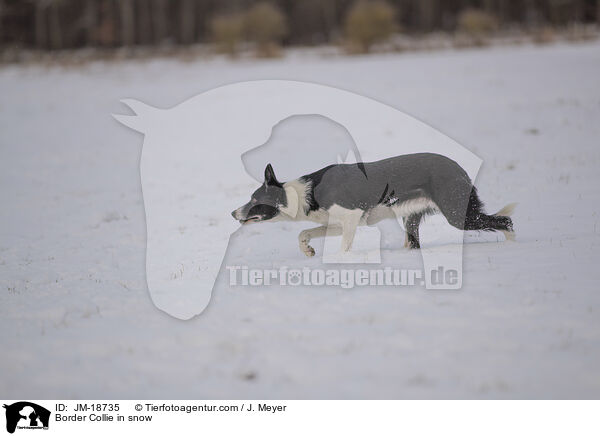 Border Collie im Schnee / Border Collie in snow / JM-18735