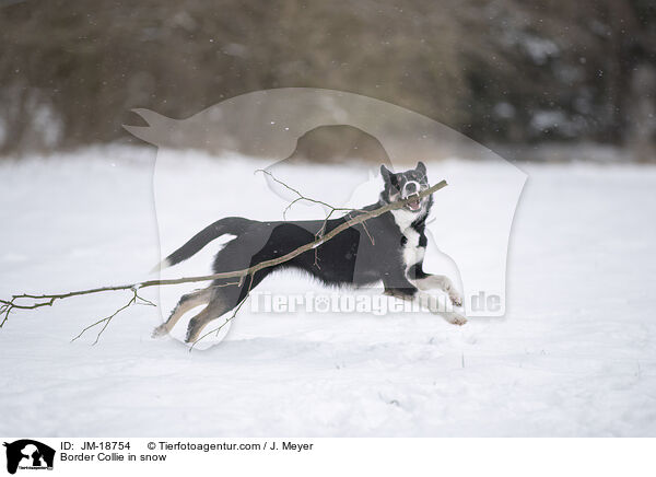 Border Collie in snow / JM-18754