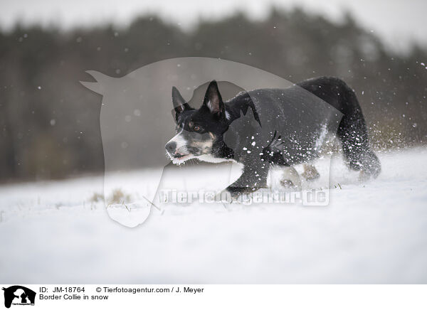 Border Collie in snow / JM-18764