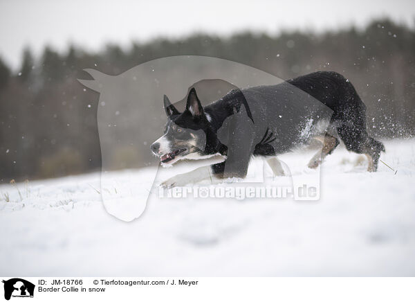 Border Collie im Schnee / Border Collie in snow / JM-18766