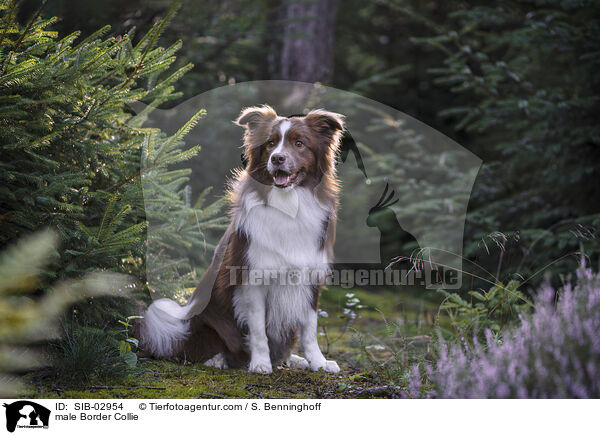 Border Collie Rde / male Border Collie / SIB-02954