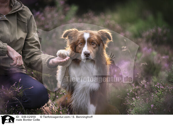 Border Collie Rde / male Border Collie / SIB-02959