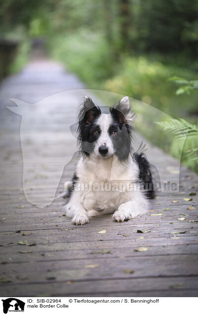 Border Collie Rde / male Border Collie / SIB-02964