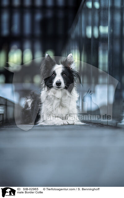 Border Collie Rde / male Border Collie / SIB-02965