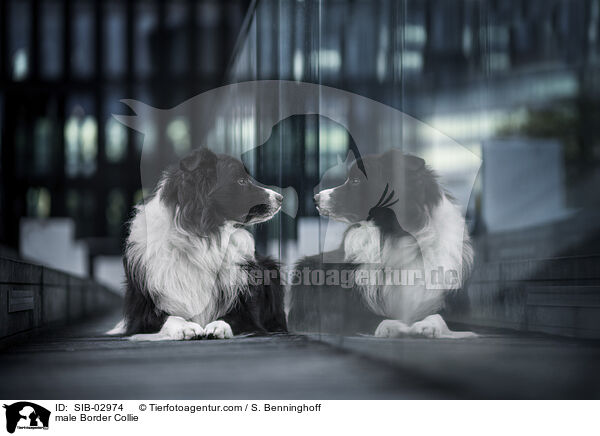 Border Collie Rde / male Border Collie / SIB-02974