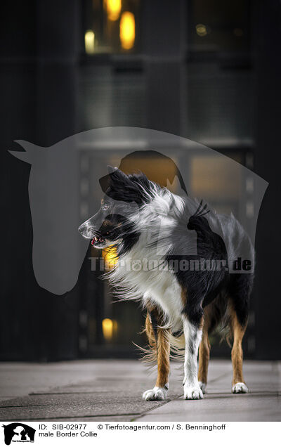 Border Collie R�de / male Border Collie / SIB-02977