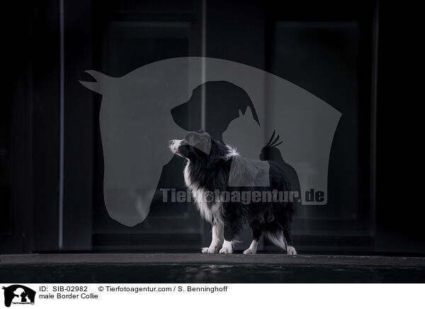 Border Collie Rde / male Border Collie / SIB-02982