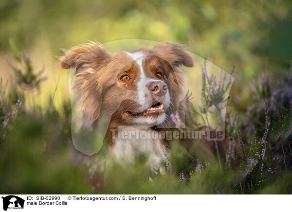 Border Collie Rde / male Border Collie / SIB-02990