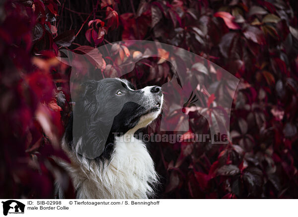 Border Collie Rde / male Border Collie / SIB-02998