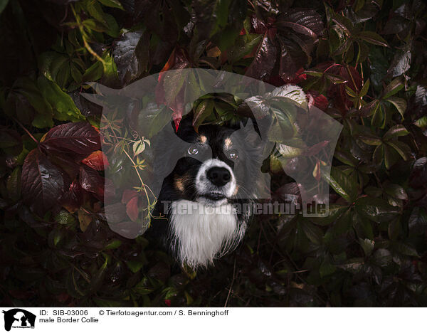 Border Collie Rde / male Border Collie / SIB-03006