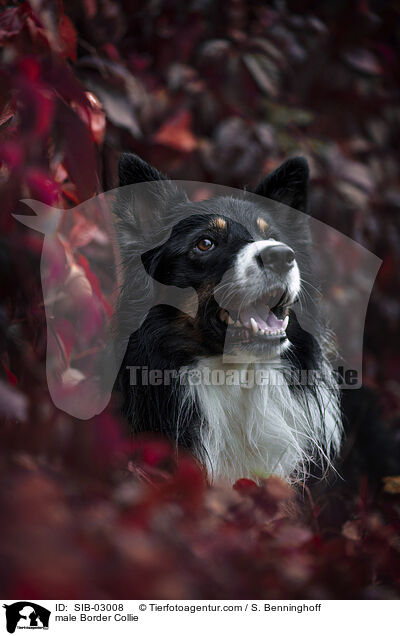 Border Collie Rde / male Border Collie / SIB-03008