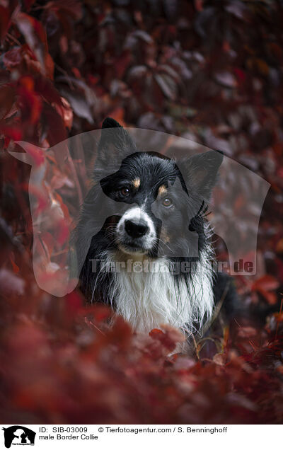 Border Collie Rde / male Border Collie / SIB-03009