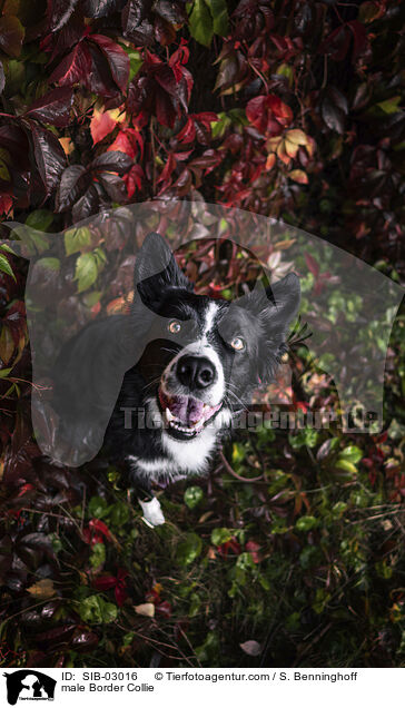 Border Collie Rde / male Border Collie / SIB-03016