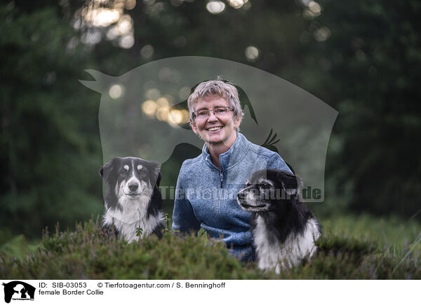 Border Collie Hndin / female Border Collie / SIB-03053