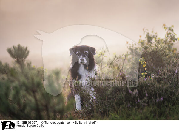 Border Collie Hndin / female Border Collie / SIB-03057