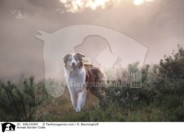 Border Collie Hndin / female Border Collie / SIB-03065