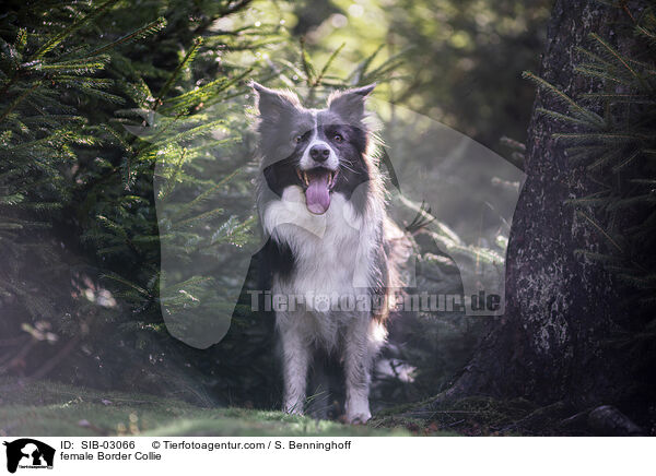 Border Collie Hndin / female Border Collie / SIB-03066