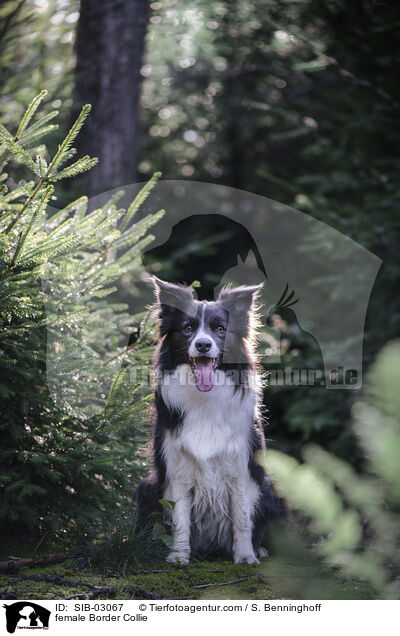 Border Collie Hndin / female Border Collie / SIB-03067