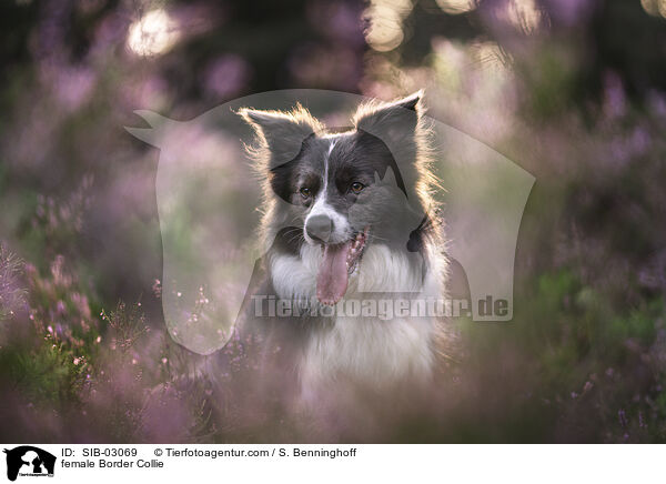 Border Collie Hndin / female Border Collie / SIB-03069