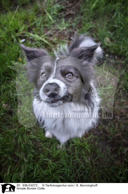 Border Collie Hndin / female Border Collie / SIB-03072