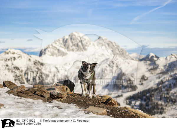 Border Collie Rde / male Border Collie / CF-01525