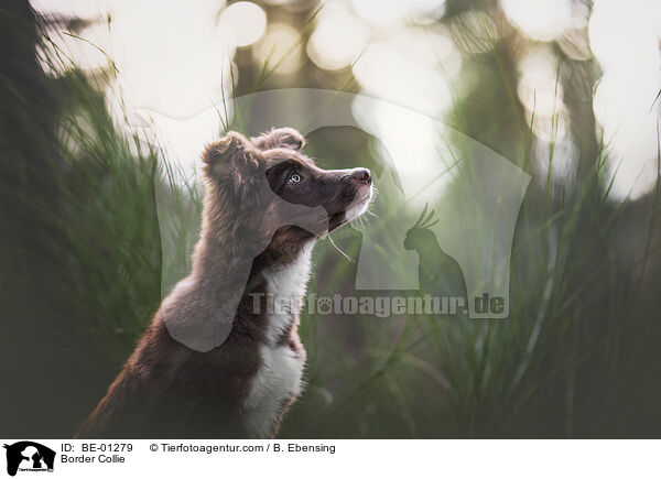Border Collie / Border Collie / BE-01279