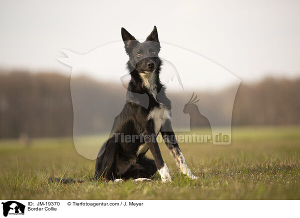 Border Collie / Border Collie / JM-19370