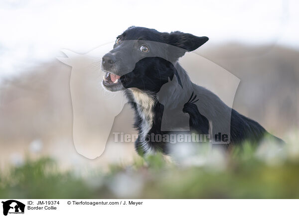 Border Collie / Border Collie / JM-19374