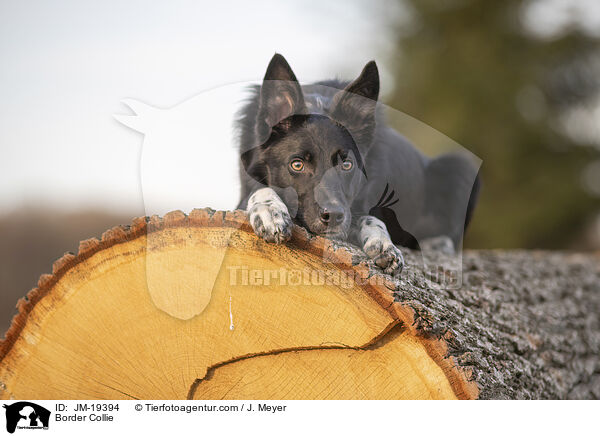 Border Collie / Border Collie / JM-19394