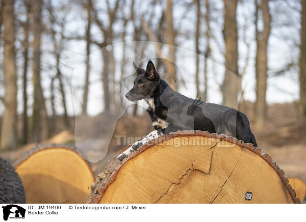 Border Collie / Border Collie / JM-19400