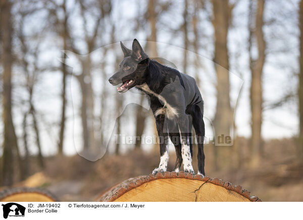 Border Collie / Border Collie / JM-19402