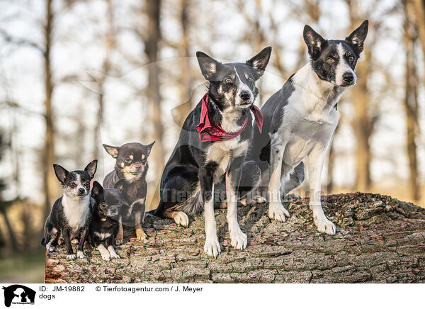 Hunde / dogs / JM-19882